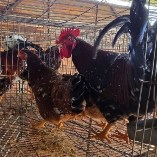 3X CHICKENS ROOSTER & HEN JOS SCHINKEL (Per animal to take the lot)
