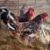 3X CHICKENS ROOSTER & HEN JOS SCHINKEL (Per animal to take the lot)