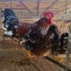 3X CHICKENS ROOSTER & HEN JOS SCHINKEL (Per animal to take the lot)