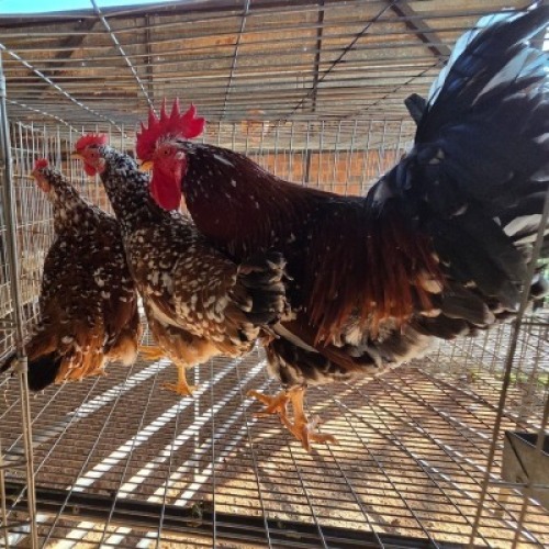 3X CHICKENS ROOSTER & HEN JOS SCHINKEL (Per animal to take the lot)