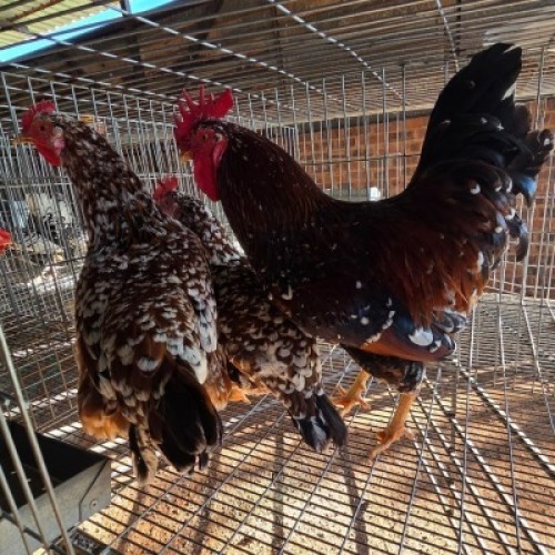 3X CHICKENS ROOSTER & HEN JOS SCHINKEL (Per animal to take the lot)
