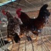 3X CHICKENS ROOSTER & HEN JOS SCHINKEL (Per animal to take the lot)