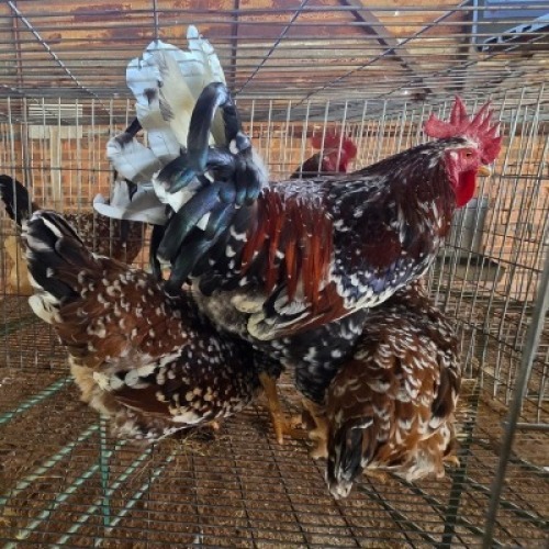 3X CHICKENS ROOSTER & HEN JOS SCHINKEL (Per animal to take the lot)