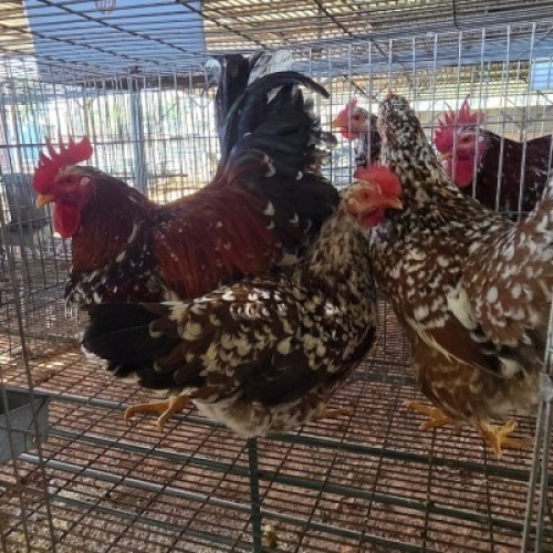 3X CHICKENS ROOSTER & HEN JOS SCHINKEL (Per animal to take the lot)