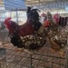 3X CHICKENS ROOSTER & HEN JOS SCHINKEL (Per animal to take the lot)