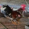 2X CHICKENS ROOSTER & HEN JOS SCHINKEL (Per animal to take the lot)