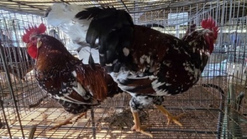 2X CHICKENS ROOSTER JOS SCHINKEL (Per animal to take the lot)