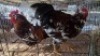2X CHICKENS ROOSTER JOS SCHINKEL (Per animal to take the lot)