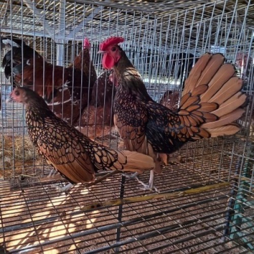 2X CHICKENS ROOSTER & HEN JOS SCHINKEL (Per animal to take the lot)