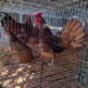 2X CHICKENS ROOSTER & HEN JOS SCHINKEL (Per animal to take the lot)