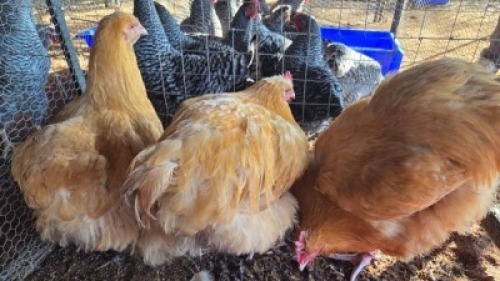 4X CHICKENS ROOSTER & HEN TIEGERPOORT (Per animal to take the lot)