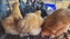 4X CHICKENS ROOSTER & HEN TIEGERPOORT (Per animal to take the lot)