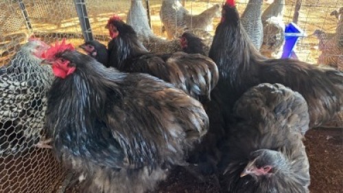 6X CHICKENS ROOSTER & HEN TIEGERPOORT (Per animal to take the lot)