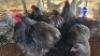 6X CHICKENS ROOSTER & HEN TIEGERPOORT (Per animal to take the lot)
