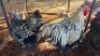 2X CHICKENS ROOSTER & HEN TIEGERPOORT (Per animal to take the lot)