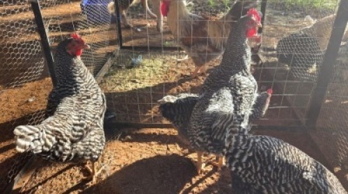 4X CHICKENS ROOSTER & HEN TIEGERPOORT (Per animal to take the lot)