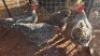 4X CHICKENS ROOSTER & HEN TIEGERPOORT (Per animal to take the lot)