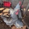 4X CHICKENS ROOSTER & HEN TIEGERPOORT (Per animal to take the lot)