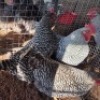 4X CHICKENS ROOSTER & HEN TIEGERPOORT (Per animal to take the lot)