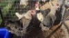 4X CHICKENS HEN BOABAB CONCRETE SERVICE (Per animal to take the lot)