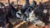 4X CHICKENS HEN BOABAB CONCRETE SERVICE (Per animal to take the lot)