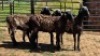 4X MEATMASTER EWE NOLADA 27 CC (Per animal to take the lot)