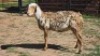 1X MEATMASTER EWE NOLADA 27 CC