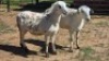 2X MEATMASTER EWE NOLADA 27 CC (Per animal to take the lot)