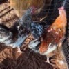 3X CHICKENS ROOSTER & HEN BOABAB CONCRETE SERVICE (Per animal to take the lot)