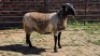1X MEATMASTER EWE NOLADA 27 CC