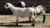 2X MEATMASTER EWE NOLADA 27 CC (Per animal to take the lot)