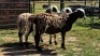 3X MEATMASTER EWE NOLADA 27 CC (Per animal to take the lot)