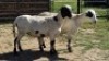 2X MEATMASTER EWE NOLADA 27 CC (Per animal to take the lot)