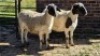 2X DORPER CROSS EWE NOLADA 27 CC (Per animal to take the lot)