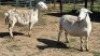 2X MEATMASTER EWE NOLADA 27 CC (Per animal to take the lot)