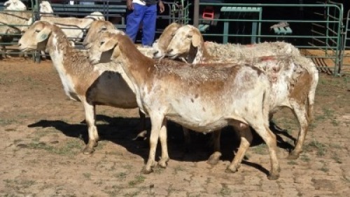 5X MEATMASTER EWE NOLADA 27 CC (Per animal to take the lot)