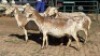 5X MEATMASTER EWE NOLADA 27 CC (Per animal to take the lot)