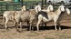 5X MEATMASTER EWE NOLADA 27 CC (Per animal to take the lot)