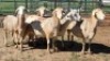 5X MEATMASTER EWE NOLADA 27 CC (Per animal to take the lot)