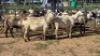 5X MEATMASTER EWE NOLADA 27 CC (Per animal to take the lot)