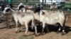 5X MEATMASTER EWE NOLADA 27 CC (Per animal to take the lot)