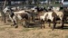 5X MEATMASTER EWE NOLADA 27 CC (Per animal to take the lot)