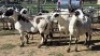 5X MEATMASTER EWE NOLADA 27 CC (Per animal to take the lot)