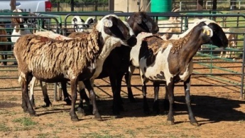 5X MEATMASTER EWE NOLADA 27 CC (Per animal to take the lot)