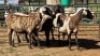 5X MEATMASTER EWE NOLADA 27 CC (Per animal to take the lot)