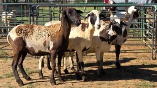 5X MEATMASTER EWE NOLADA 27 CC (Per animal to take the lot)