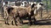 5X MEATMASTER EWE NOLADA 27 CC (Per animal to take the lot)