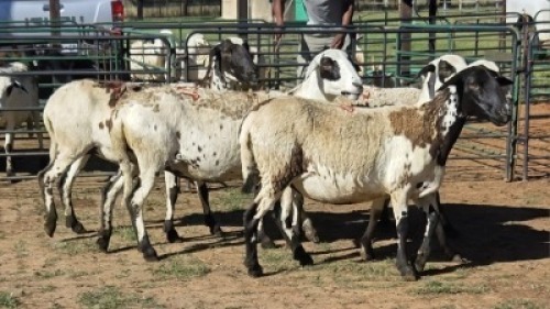 5X MEATMASTER EWE NOLADA 27 CC (Per animal to take the lot)