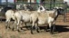 5X MEATMASTER EWE NOLADA 27 CC (Per animal to take the lot)