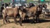 5X MEATMASTER EWE NOLADA 27 CC (Per animal to take the lot)
